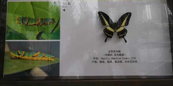 蝴蝶引发的人生思索-榴莲视频官网气动工具